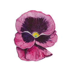 Watercolor pansy flower (Viola tricolor). Flower close-up, petals with a gradient transition from pink to dark red.
