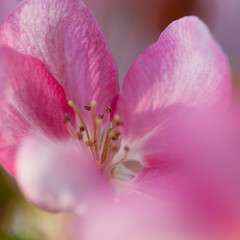 beautiful pink apple flower, close-up, macro