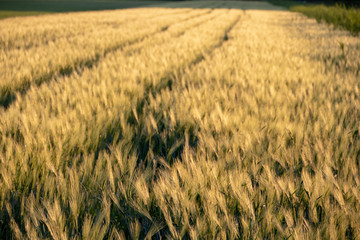 roebuck germany animal