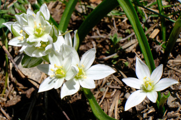Gruzja - białe kwiaty cebulica alba (Scilla)