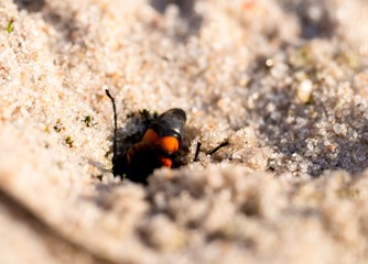 Frühlings-Wegwespe (Anoplius viaticus), Naturschutzgebiet Dünenheide, Vitte, Insel Hiddensee, Mecklenburg-Vorpommern, Deutschland
