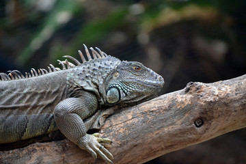 Iguana side profile