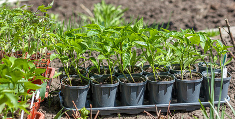 Young green seedlings plants growing in compost trays on a country site, border design panoramic banner