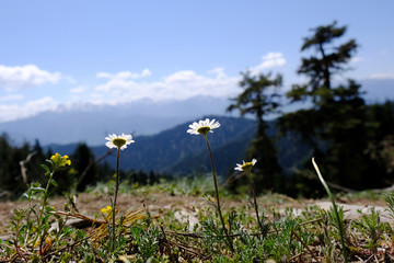 Gruzja, Park Narodowy Borjomi – Kharagauli - górski krajobraz z białymi kwiatami © Iwona