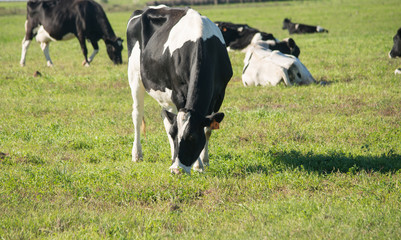 Dairy cow eating grass in the field