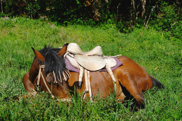 Gruzja - osidłany koń odpoczywający w trawie