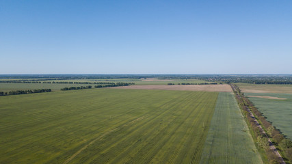 Young Wheat seedlings growing in a field Aerial view.
