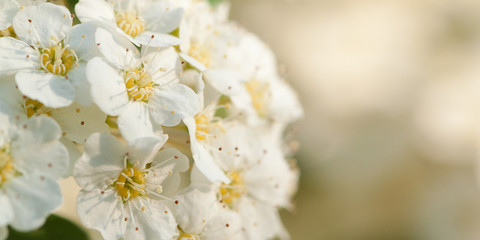 magnificent inflorescence of beautiful delicate flowers spiraea