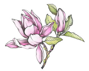 Fototapeta premium Branch of pink magnolia liliiflora (also called mulan magnolia) with flowers and leaves. Black and white outline illustration with watercolor hand drawn painting, isolated on white background.