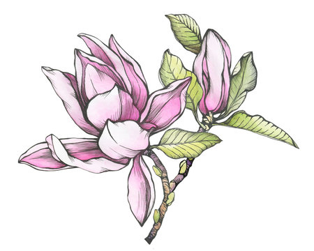 Branch of pink magnolia liliiflora (also called mulan magnolia) with flowers and leaves. Black and white outline illustration with watercolor hand drawn painting, isolated on white background.