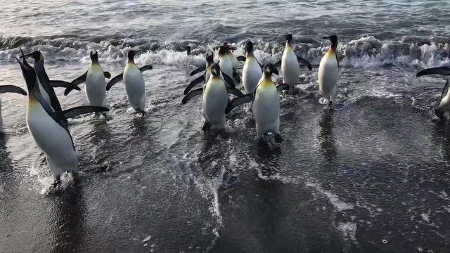 King Penguins Emerging from the Water, South Georgia Island