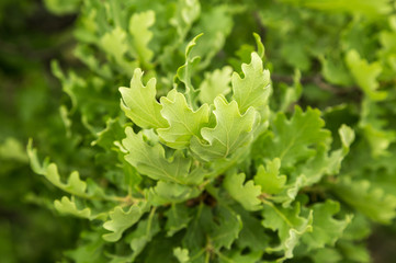 Branch of young solar green oak leaf on a background of foliage in spring