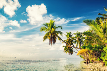 Beautiful palm trees on maldivian beach