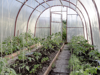 Garden with greenhouse, growing tomatoes