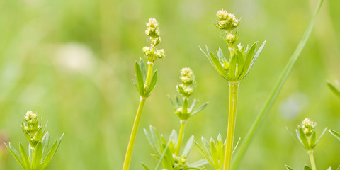 flowering plant grows in a summer field or on a meadow together with another grass