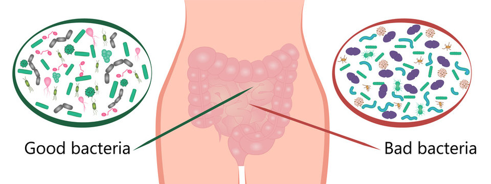 Intestinal Bacteria Flora. Good And Bad Bacterias. Vector Illustration