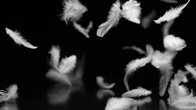 Lot of white feathers floating in the breeze on black background