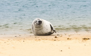 Obraz premium Europäischer Seehund (Phoca vitulina vitulina) liegt auf dem Sandstrand der zu Helgoland gehörenden Insel 