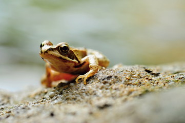 Small brown frog