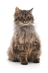 Beautiful brown cat.