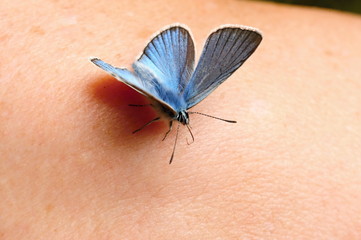 Obraz premium Little blue butterfly