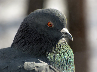 Pigeon