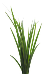 Bunch of green grass.