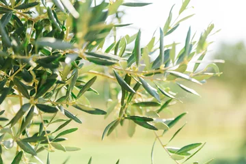 Foto auf Acrylglas Restaurant Olivenbäume aus Südfrankreich