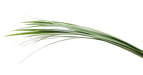 Bunch of green grass.