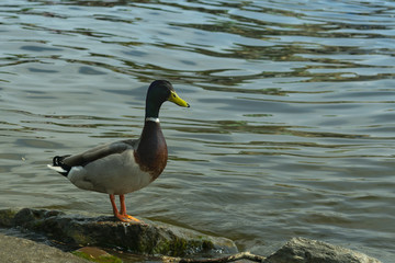 the duck stands on a rock by the river