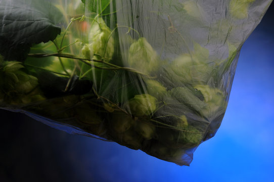 Humulus lupulus Chmiel zwyczajny Hmelj L&uacute;pulo Luppolo Humall jurt Хмель K&ouml;z&ouml;ns&eacute;ges koml&oacute; обыкновенный Chmel ot&aacute;čiv&yacute; Echter Hopfen Hop Houblon 