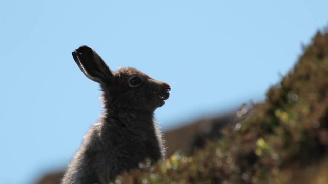 mountain hare, Lepus timidus, on a mountain slope in may on a hot hazy day in the cairngorms national park, scotland.
