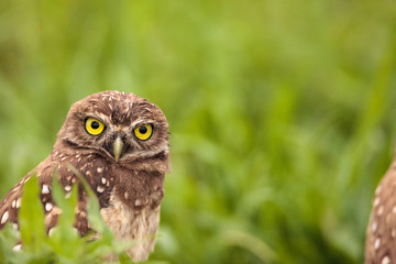 Fototapeta premium Adult Burrowing owl Athene cunicularia perched outside its burrow