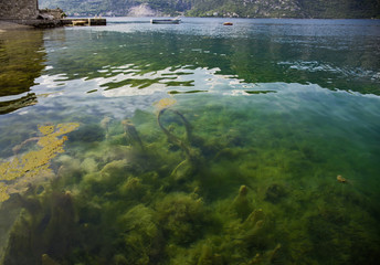 view of the water with algae, grass and smaii fish in the sea Bay