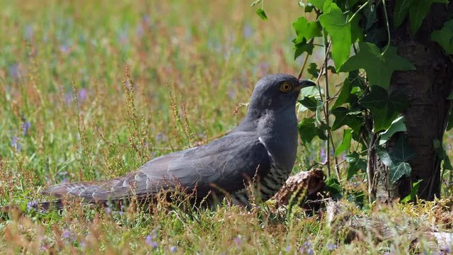 Cuckoo ( Cuculus canorus ) feeding on the ground