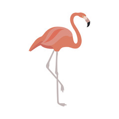 Pink flamingo vector illustration isolated on white background.