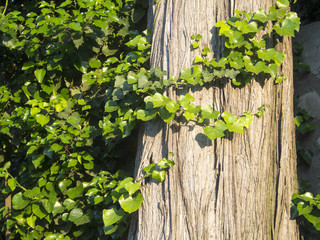 Italia, edera che si arrampica sul tronco di un albero.
