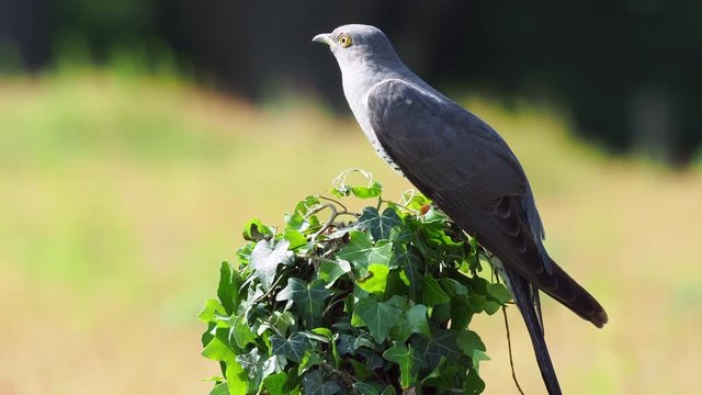 Cuckoo ( Cuculus canorus ) sitting on a post