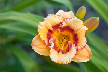 Fototapeta premium HEMEROCALLIS 'TIGERLING'