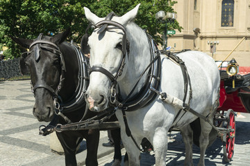 Naklejka na ściany i meble a pair of horses, white and black, in a close-up carriage, stand on the square for tourists