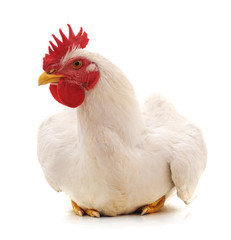 Big white cock.