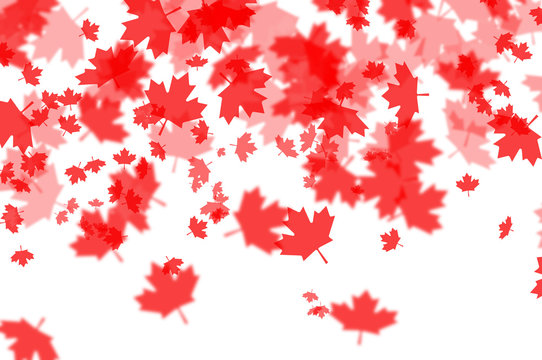 Canada day maple foliage on white