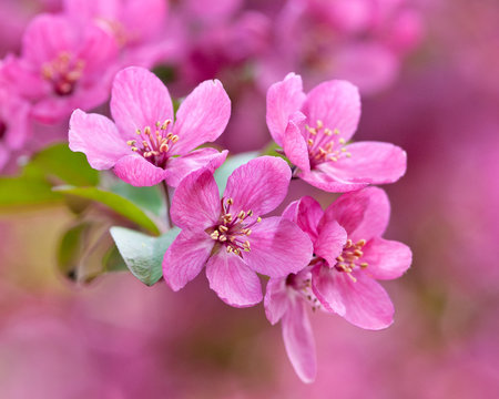 FLOWERING CRABAPPLE - MALUS 'PRAIRIFIRE'