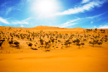 Fototapeta na wymiar Desert at Al Hamra with desert trees & beautiful blue sky is visible behind