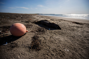 Dead dolphin on the Beach