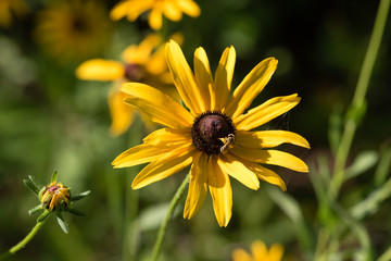 Close-up Black-eyed Susan and Tiny Bee on Sunny Day