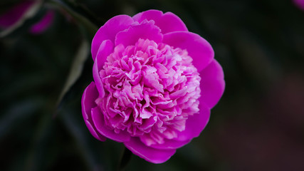 Obraz premium Peony purple flower