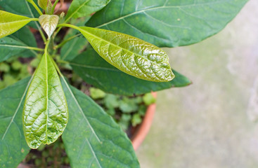 Avocado plant growing in pot