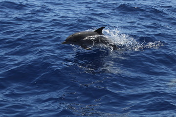 dolphing playing free