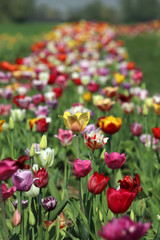 Blühende Tulpen in einem Tulpenbeet